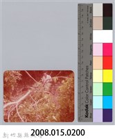 林保仁縣長主政照片：新竹縣七十一年度高莖作物砍成果-24藏品圖，第3張