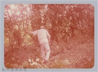 林保仁縣長主政照片：新竹縣七十一年度高莖作物砍成果-25藏品圖，第1張