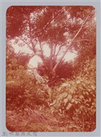 林保仁縣長主政照片：新竹縣七十一年度高莖作物砍成果-26藏品圖，第1張