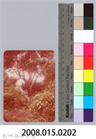 林保仁縣長主政照片：新竹縣七十一年度高莖作物砍成果-26藏品圖，第3張