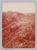 林保仁縣長主政照片：新竹縣七十一年度高莖作物砍成果-27藏品圖，第1張