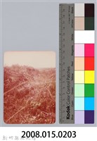 林保仁縣長主政照片：新竹縣七十一年度高莖作物砍成果-27藏品圖，第3張