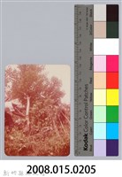 林保仁縣長主政照片：新竹縣七十一年度高莖作物砍成果-29藏品圖，第3張