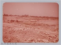 林保仁縣長主政照片：新竹縣七十一年度高莖作物砍成果-30藏品圖，第1張