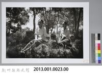 採茶女 （1950）藏品圖，第3張