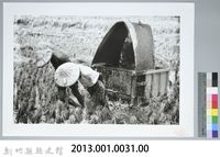 割禾（1960，新竹鄉）藏品圖，第3張