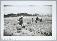 挑穀─台北近郊（1960）藏品圖，第1張