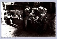 牛車（1965，竹東）藏品圖，第1張