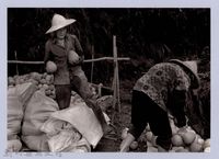 文旦柚收成（2004）藏品圖，第1張