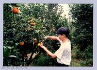 橘園藏品圖，第1張