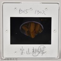 ［幻燈片］寶山楊桃１藏品圖，第2張