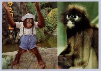 ［剪報］ㄅㄆㄇ猴園藏品圖，第1張