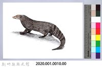 泰雅文物畫冊1-10棕簑貓藏品圖，第2張