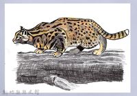 泰雅文物畫冊1-11石虎藏品圖，第1張