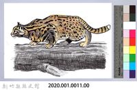 泰雅文物畫冊1-11石虎藏品圖，第2張