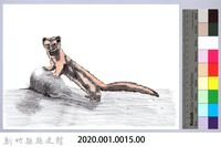 泰雅文物畫冊1-15黃鼠狼藏品圖，第2張