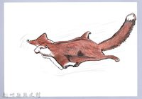 泰雅文物畫冊1-16白面鼯鼠藏品圖，第1張