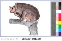泰雅文物畫冊1-17赤面鼯鼠藏品圖，第2張
