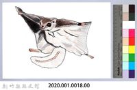 泰雅文物畫冊1-18小鼯鼠藏品圖，第2張