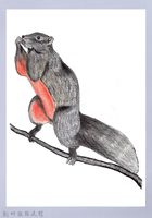 泰雅文物畫冊1-19赤腹松鼠藏品圖，第1張