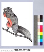 泰雅文物畫冊1-19赤腹松鼠藏品圖，第2張