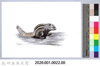 泰雅文物畫冊1-22條紋松鼠藏品圖，第2張