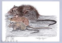 泰雅文物畫冊1-23大老鼠藏品圖，第1張