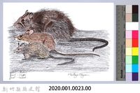 泰雅文物畫冊1-23大老鼠藏品圖，第2張