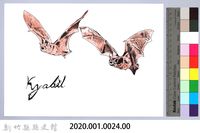 泰雅文物畫冊1-24葉鼻蝠藏品圖，第2張