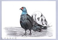 泰雅文物畫冊1-29公帝雉藏品圖，第1張