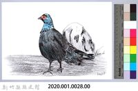 泰雅文物畫冊1-29公帝雉藏品圖，第2張