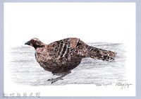 泰雅文物畫冊1-30母帝雉藏品圖，第1張