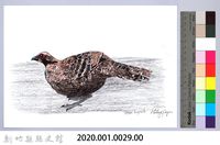 泰雅文物畫冊1-30母帝雉藏品圖，第2張