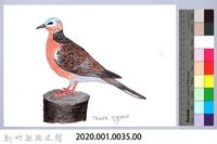 泰雅文物畫冊1-36珠頸斑鳩藏品圖，第2張