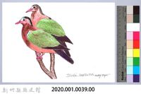 泰雅文物畫冊1-40翠翼鳩藏品圖，第2張