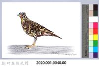 泰雅文物畫冊1-41白氏地鶇藏品圖，第2張