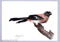 泰雅文物畫冊1-43灰樹鵲藏品圖，第1張