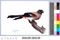 泰雅文物畫冊1-43灰樹鵲藏品圖，第2張