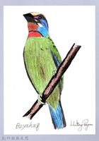 泰雅文物畫冊1-46五色鳥藏品圖，第1張