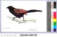 泰雅文物畫冊1-49番鵑藏品圖，第2張