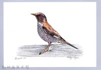 泰雅文物畫冊1-50白腹鶇藏品圖，第1張