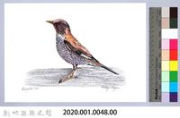 泰雅文物畫冊1-50白腹鶇藏品圖，第2張