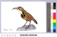 泰雅文物畫冊1-51大彎嘴畫眉藏品圖，第2張