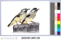 泰雅文物畫冊1-53白耳畫眉藏品圖，第2張