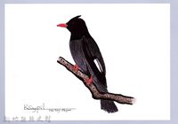 泰雅文物畫冊1-54紅嘴黑鵯藏品圖，第1張