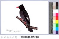 泰雅文物畫冊1-54紅嘴黑鵯藏品圖，第2張