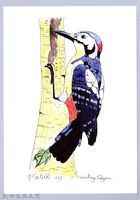 泰雅文物畫冊1-57大赤啄木藏品圖，第1張