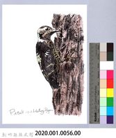 泰雅文物畫冊1-58小赤啄木藏品圖，第2張