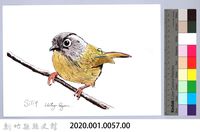泰雅文物畫冊1-59繡眼畫眉藏品圖，第2張