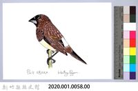 泰雅文物畫冊1-60白腰文鳥藏品圖，第2張